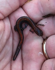 Plethodon dorsalis
