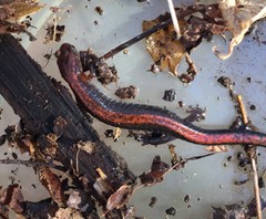 Plethodon dorsalis