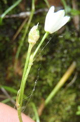 Ornithogalum schlechterianum