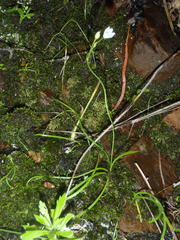 Ornithogalum schlechterianum