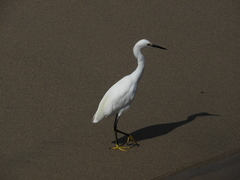 Egretta thula
