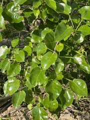 Jatropha vernicosa