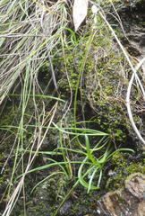 Ornithogalum schlechterianum