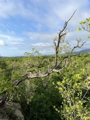 Nahuatlea arborescens