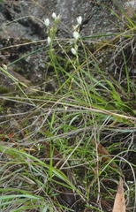 Ornithogalum schlechterianum