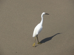 Egretta thula