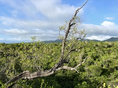 Nahuatlea arborescens