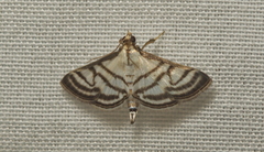 Ravanoa xiphialis
