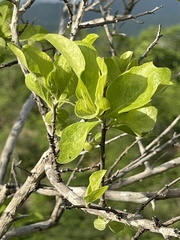 Nahuatlea arborescens