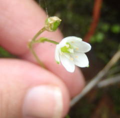 Ornithogalum schlechterianum