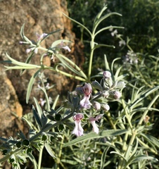 Stachys rugosa
