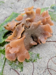 Pherusella brevituba