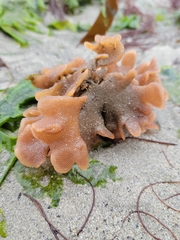 Pherusella brevituba