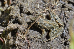 Acris gryllus dorsalis