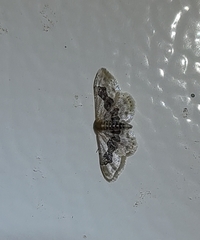 Idaea gemmata