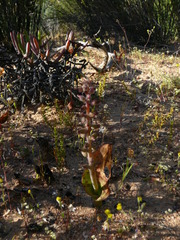 Lachenalia membranacea