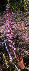Lachenalia membranacea