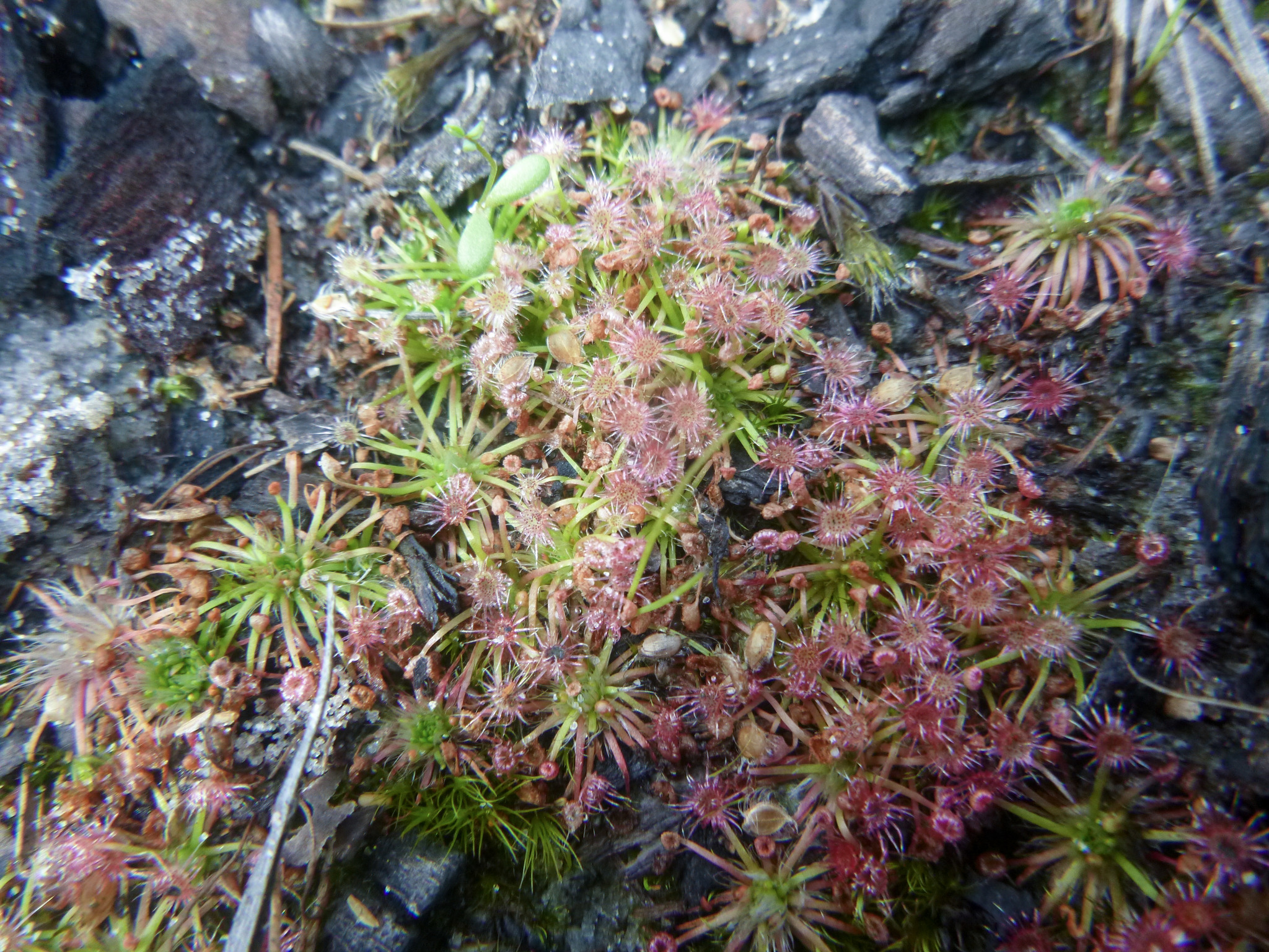 Drosera pygmaea DC. 2
