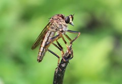 Dicranus