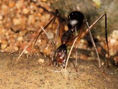 Camponotus etiolipes