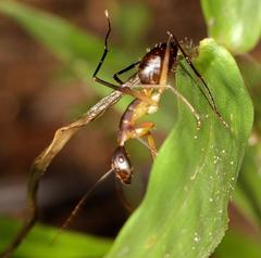 Camponotus etiolipes