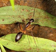 Camponotus etiolipes