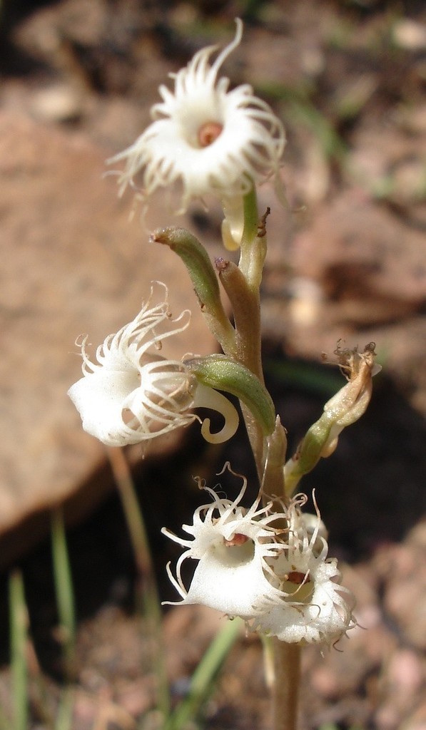 Tassel Hair Orchid