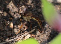 Dicranus
