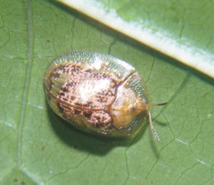 Coptocycla sordida