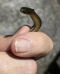 Liodytes rigida sinicola