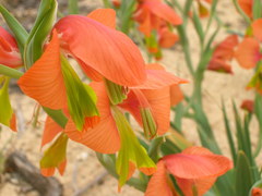 Gladiolus pulcherrimus