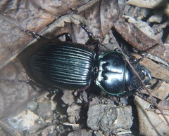 Pasimachus intermedius