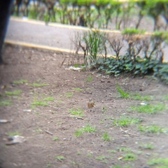 Turdus rufopalliatus