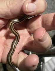 Liodytes rigida sinicola