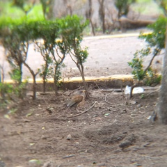 Turdus rufopalliatus