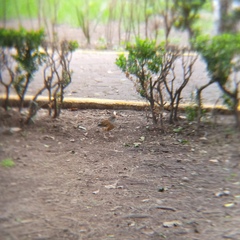 Turdus rufopalliatus