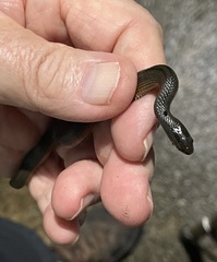 Liodytes rigida sinicola