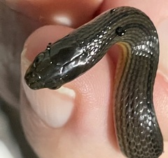 Liodytes rigida sinicola