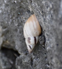 Gastropoda