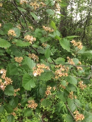 Crataegus canadensis