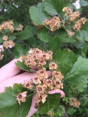 Crataegus canadensis