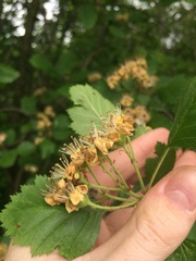 Crataegus canadensis