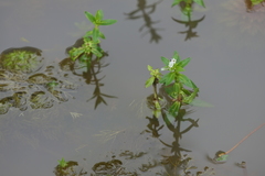Limnophila