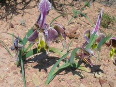Gladiolus uysiae