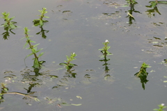 Limnophila