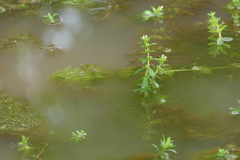 Limnophila