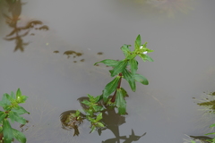 Limnophila