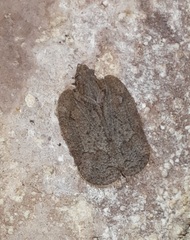 Flataloides scabrosus