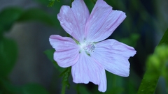 Malva moschata
