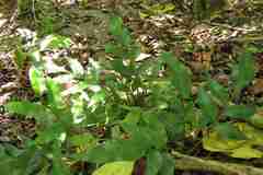 Asplenium gemmiferum